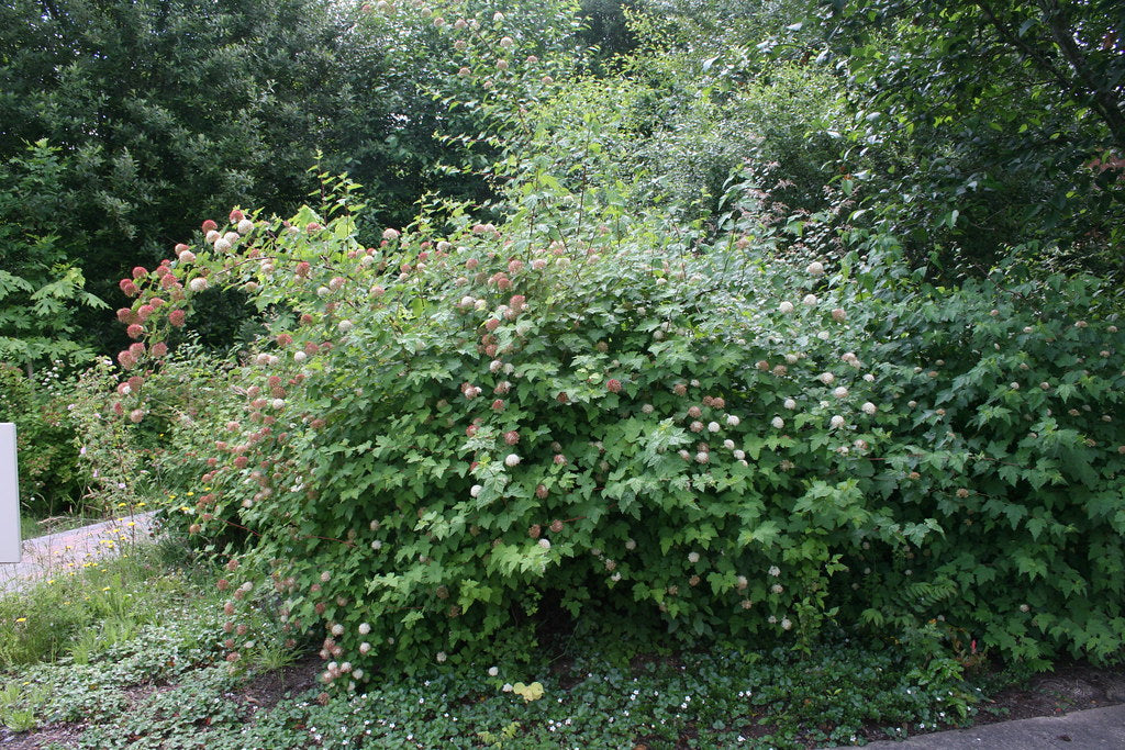 Pacific Ninebark (Physocarpus capitatus)