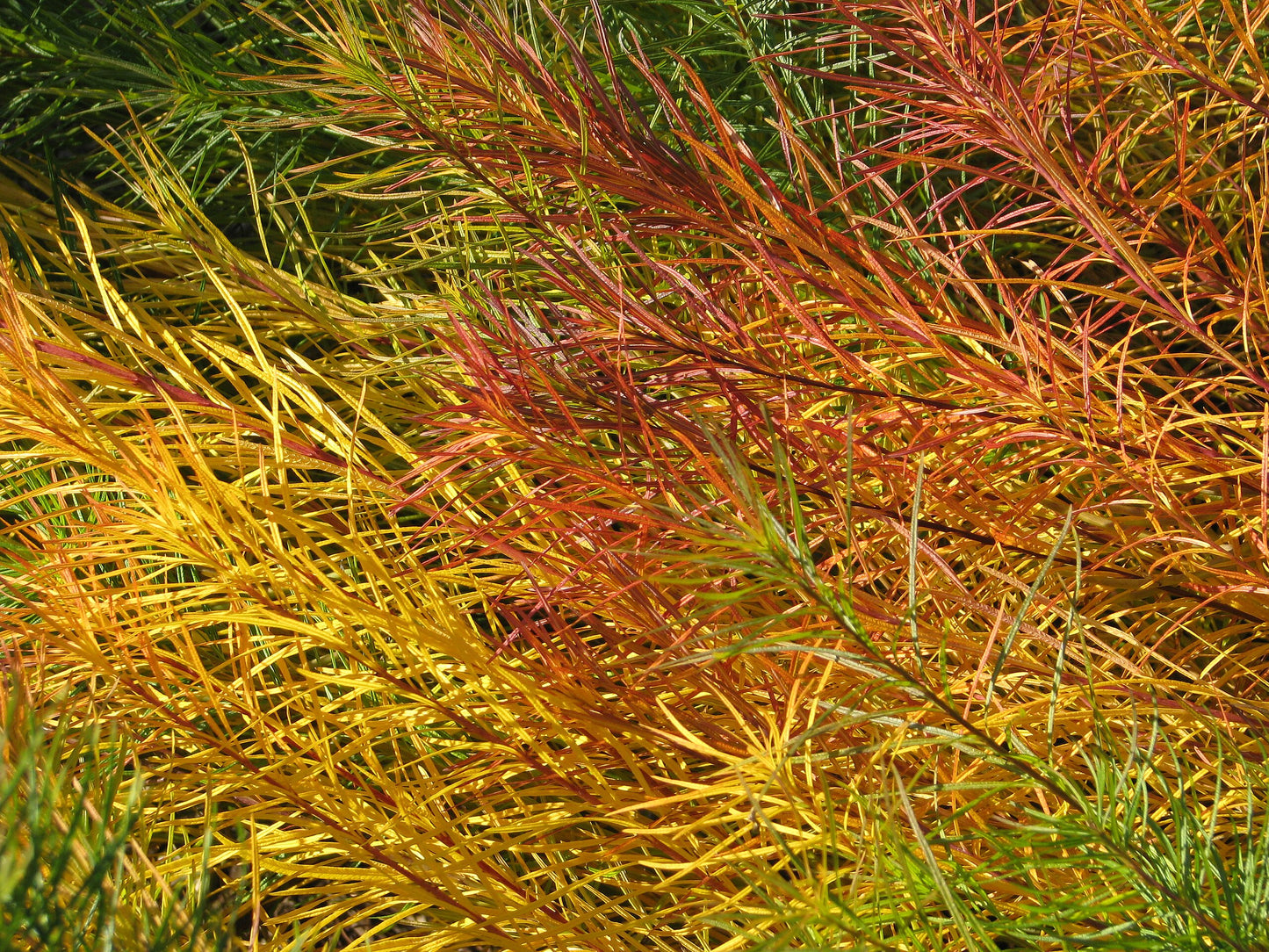 Narrowleaf Bluestar (Amsonia hubrichtii)