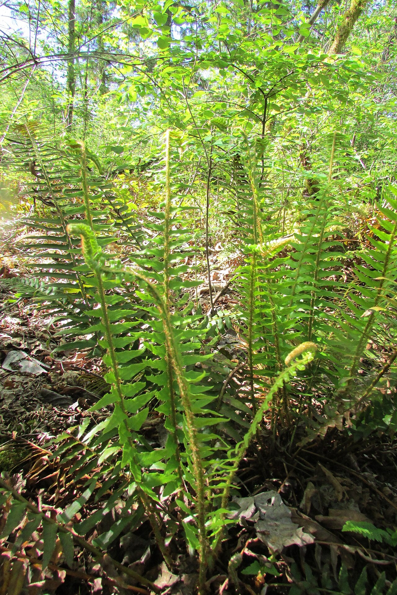 Western Sword Fern (Polystichum munitum)