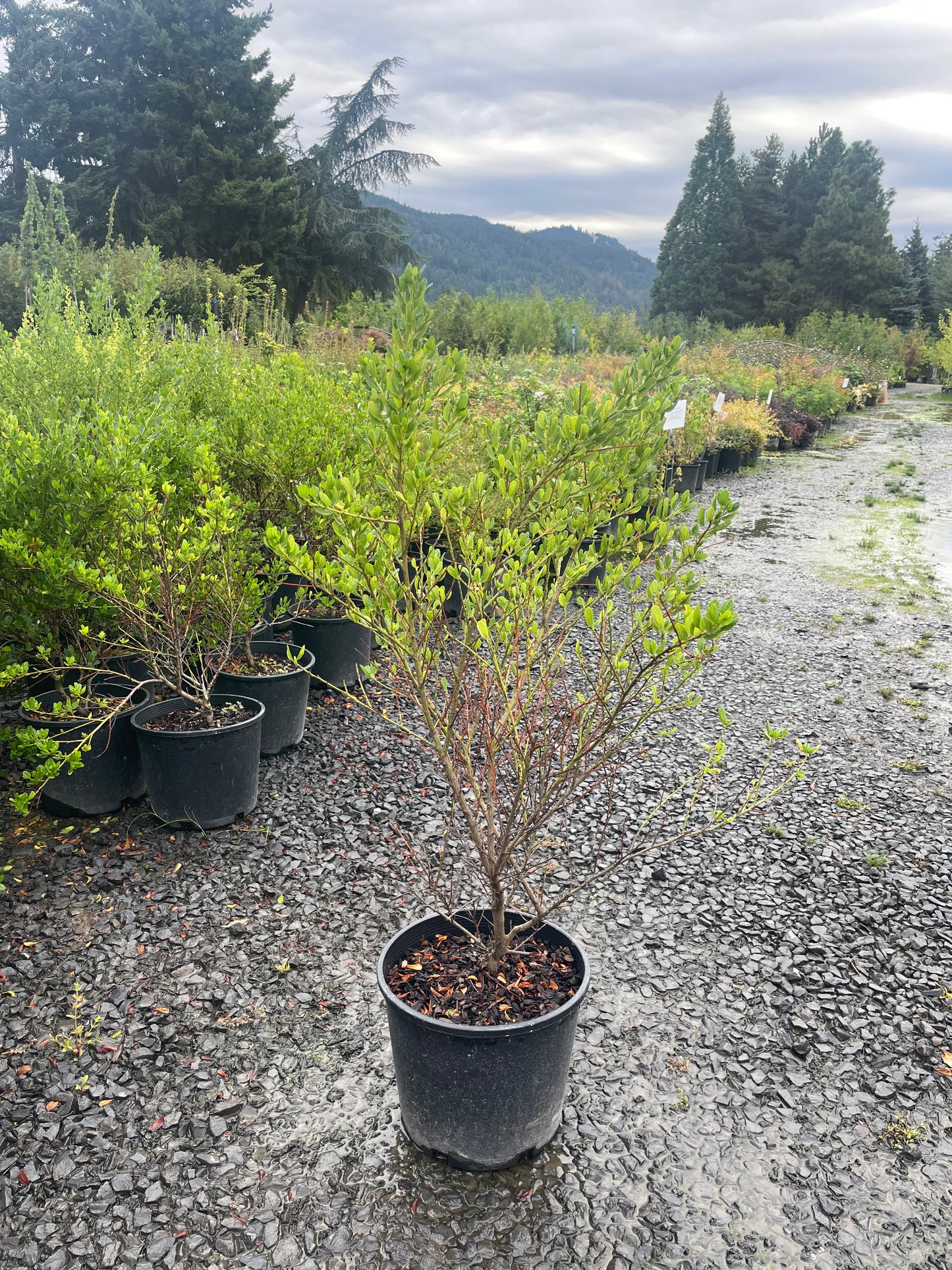 Ceanothus (Ceanothus victoria )