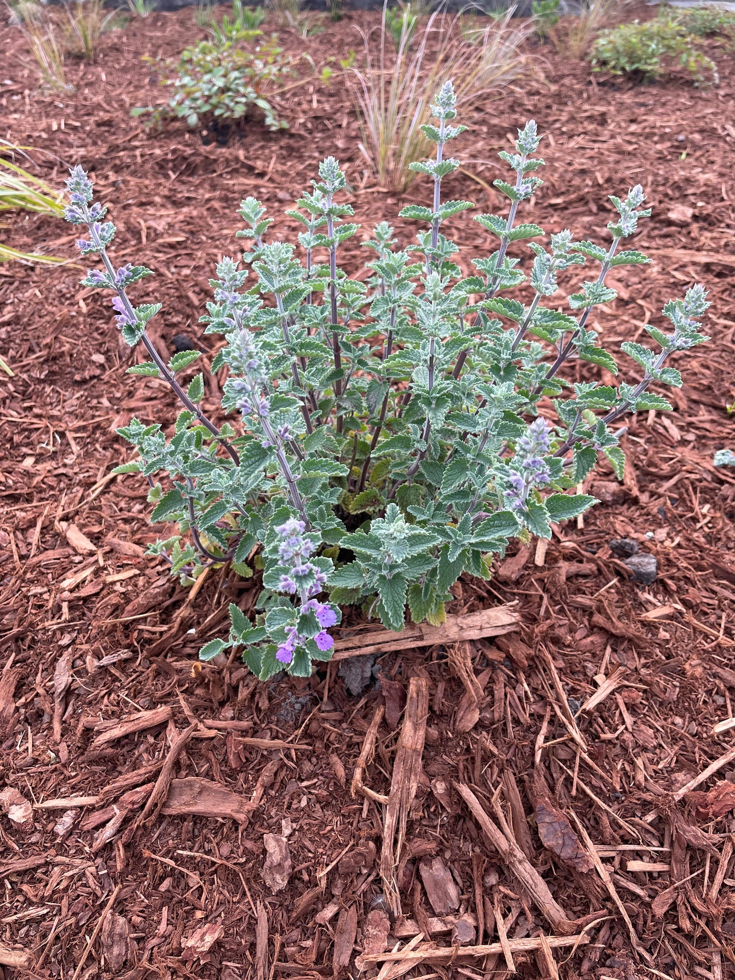 Purple Catmint (Nepeta 'Walkers Low')