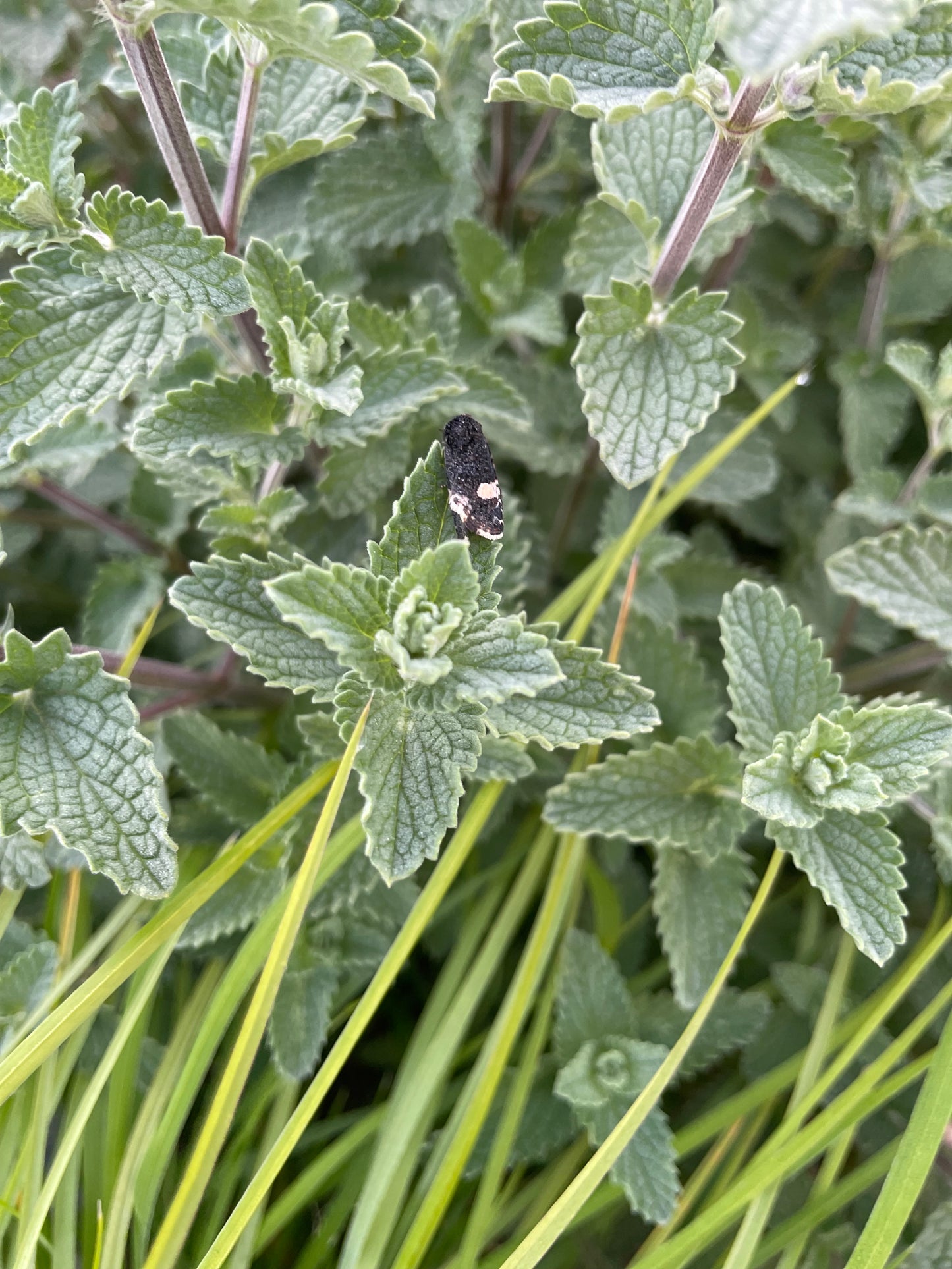 Purple Catmint (Nepeta 'Walkers Low')