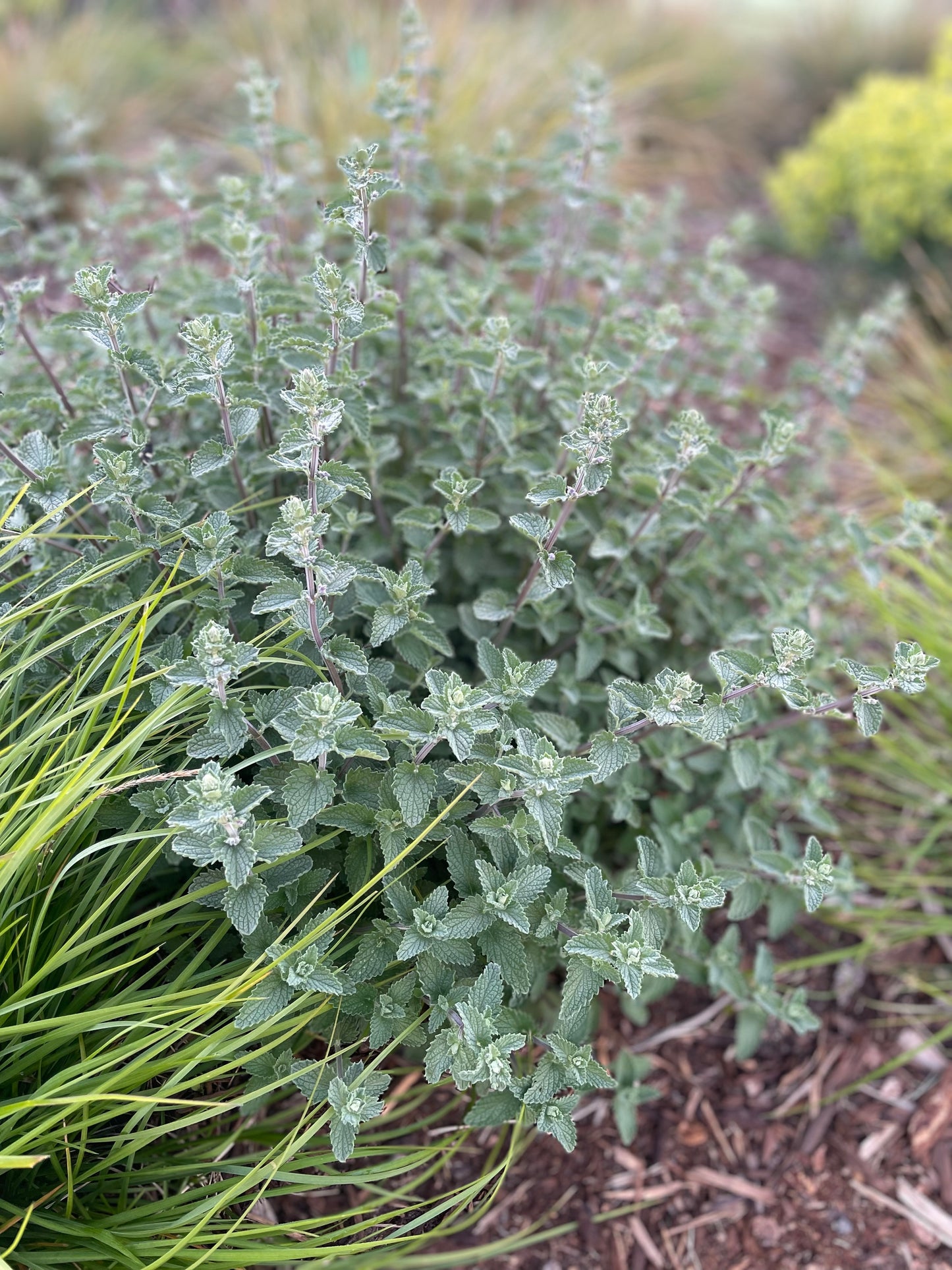 Purple Catmint (Nepeta 'Walkers Low')
