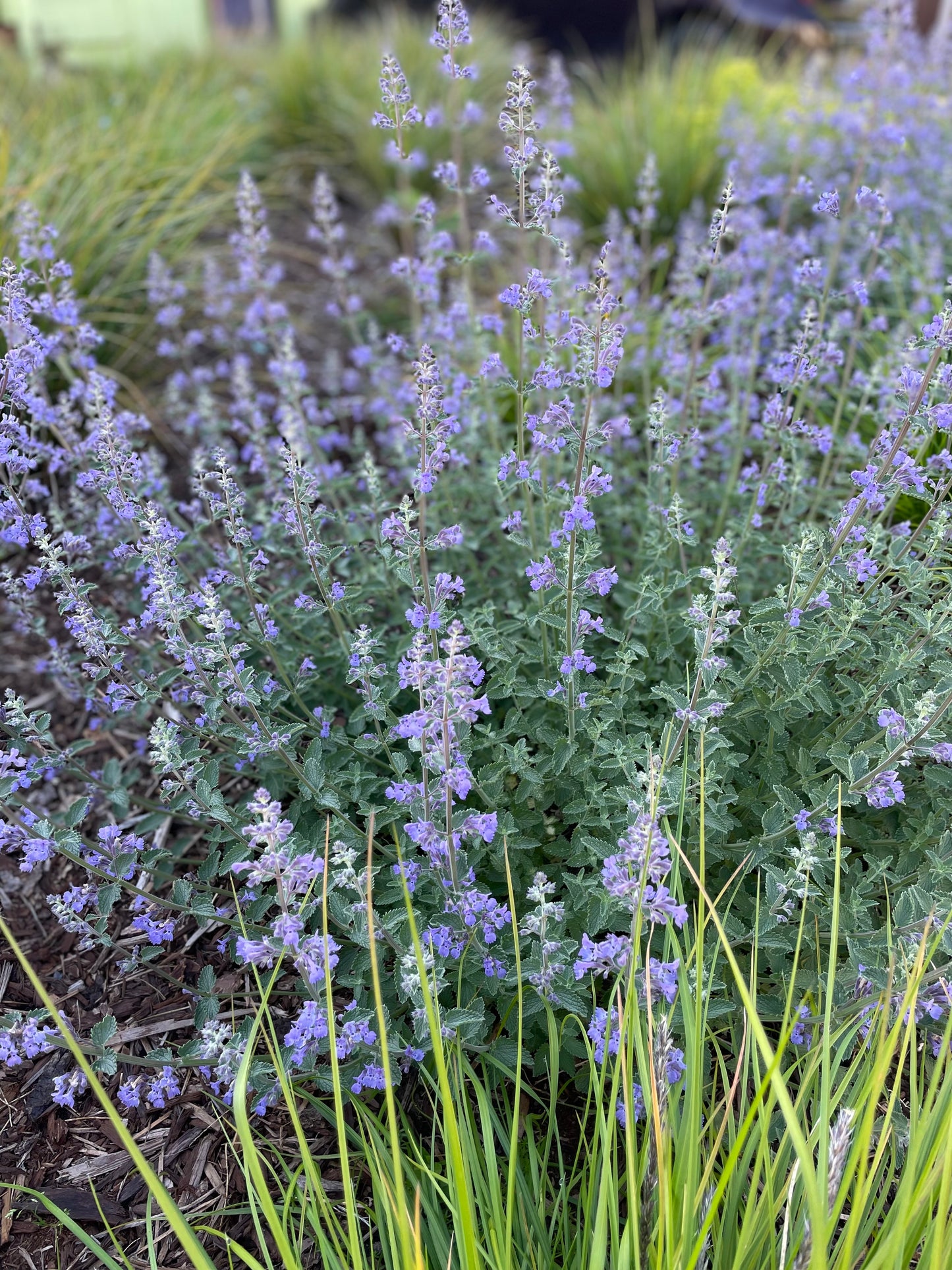 Purple Catmint (Nepeta 'Walkers Low')