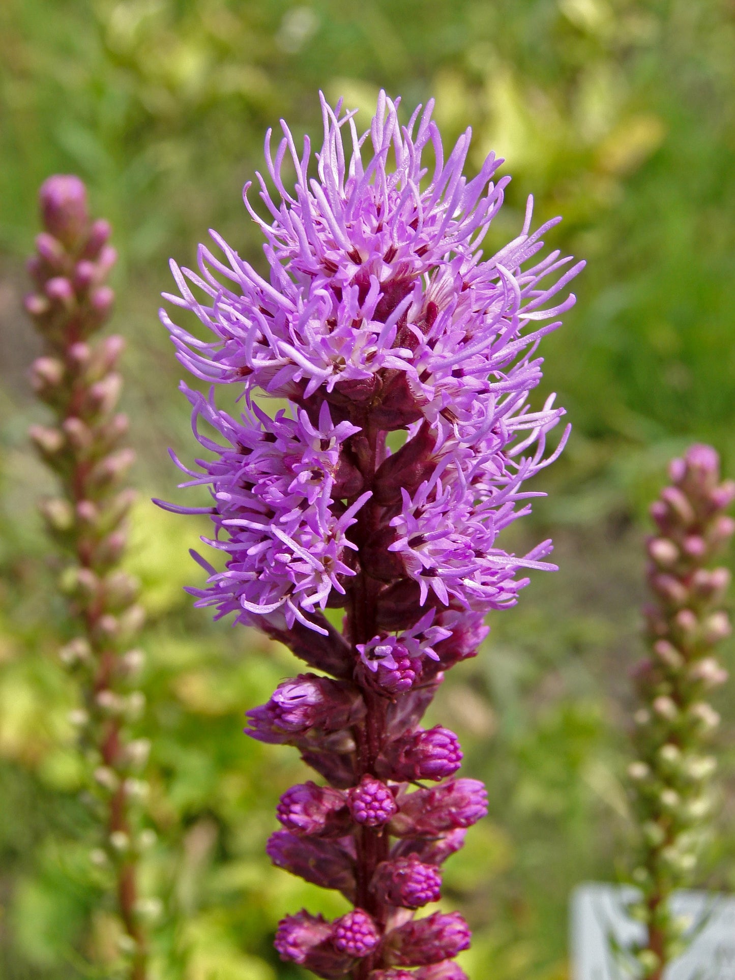 (Liatris spicata)