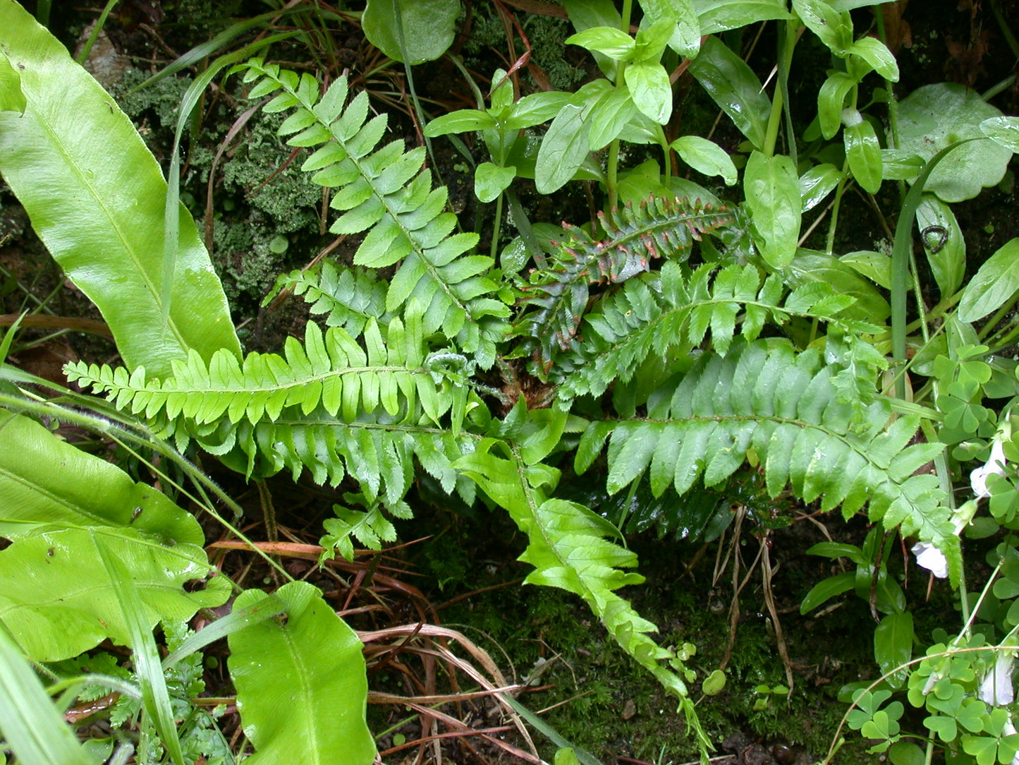 Western Sword Fern (Polystichum munitum)
