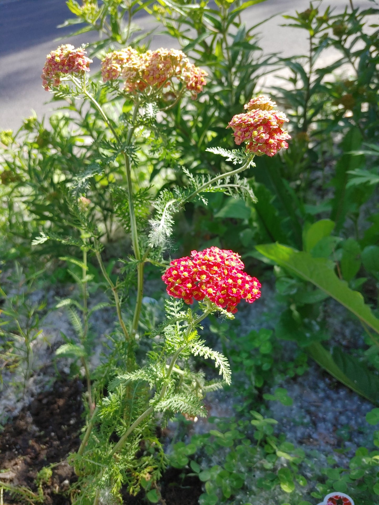 Yarrow 'Paprika' (Achillea millefolium)