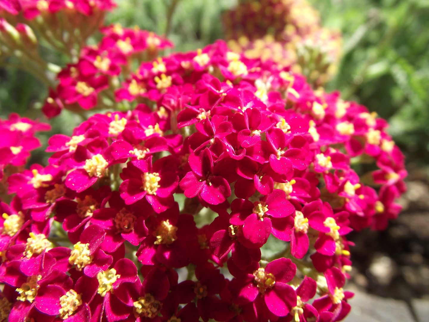 Yarrow 'Paprika' (Achillea millefolium)