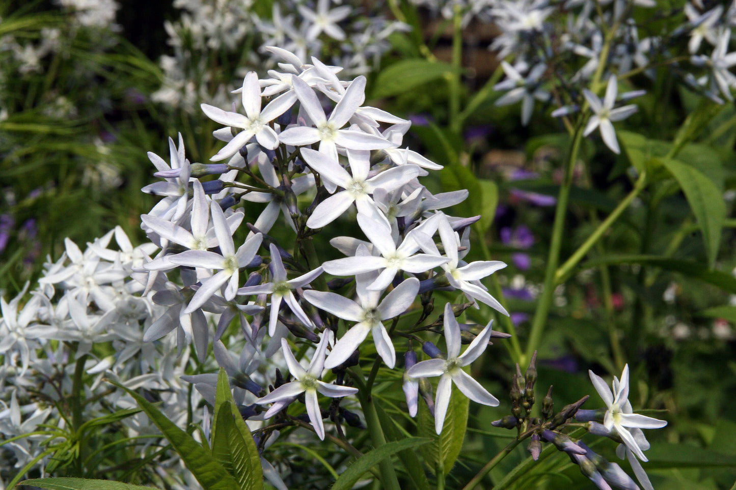 Narrowleaf Bluestar (Amsonia hubrichtii)