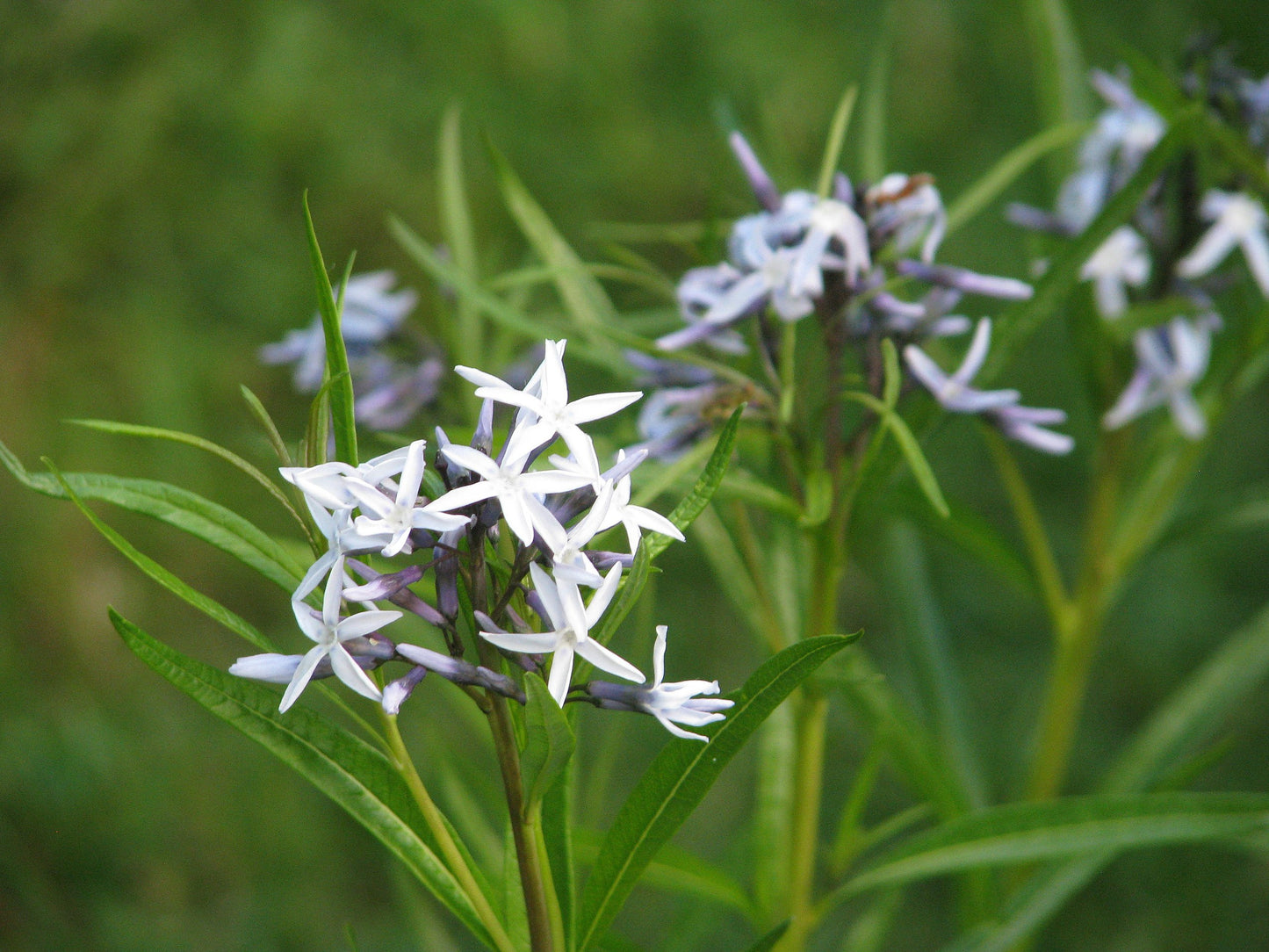 Narrowleaf Bluestar (Amsonia hubrichtii)