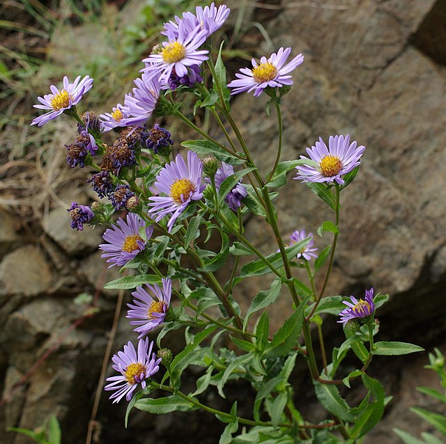Douglas Aster (Symphyotrichum subspicatum)