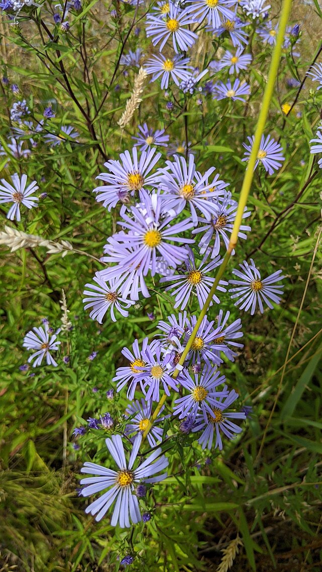 Douglas Aster (Symphyotrichum subspicatum)