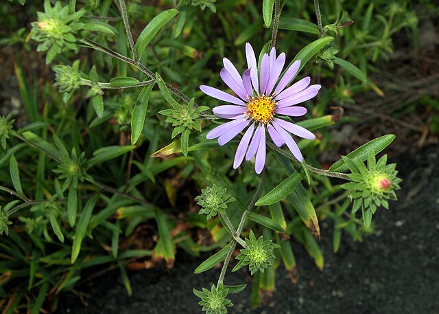 Douglas Aster (Symphyotrichum subspicatum)