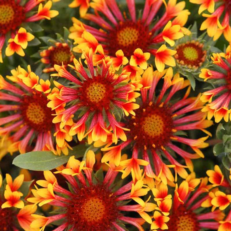 Blanketflower (Gaillardia aristata)