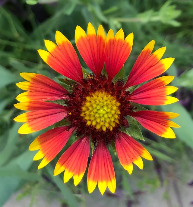 Blanketflower (Gaillardia aristata)