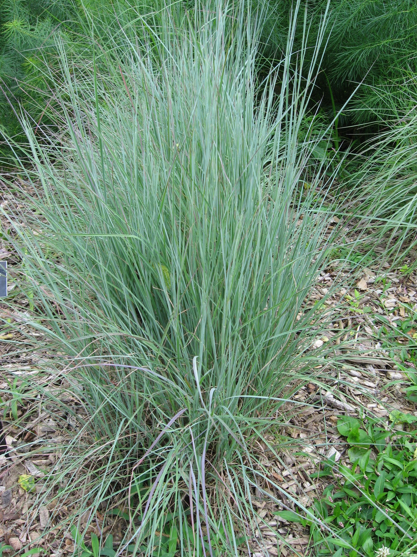 Little Bluestem (Schizachyrium scoparium)