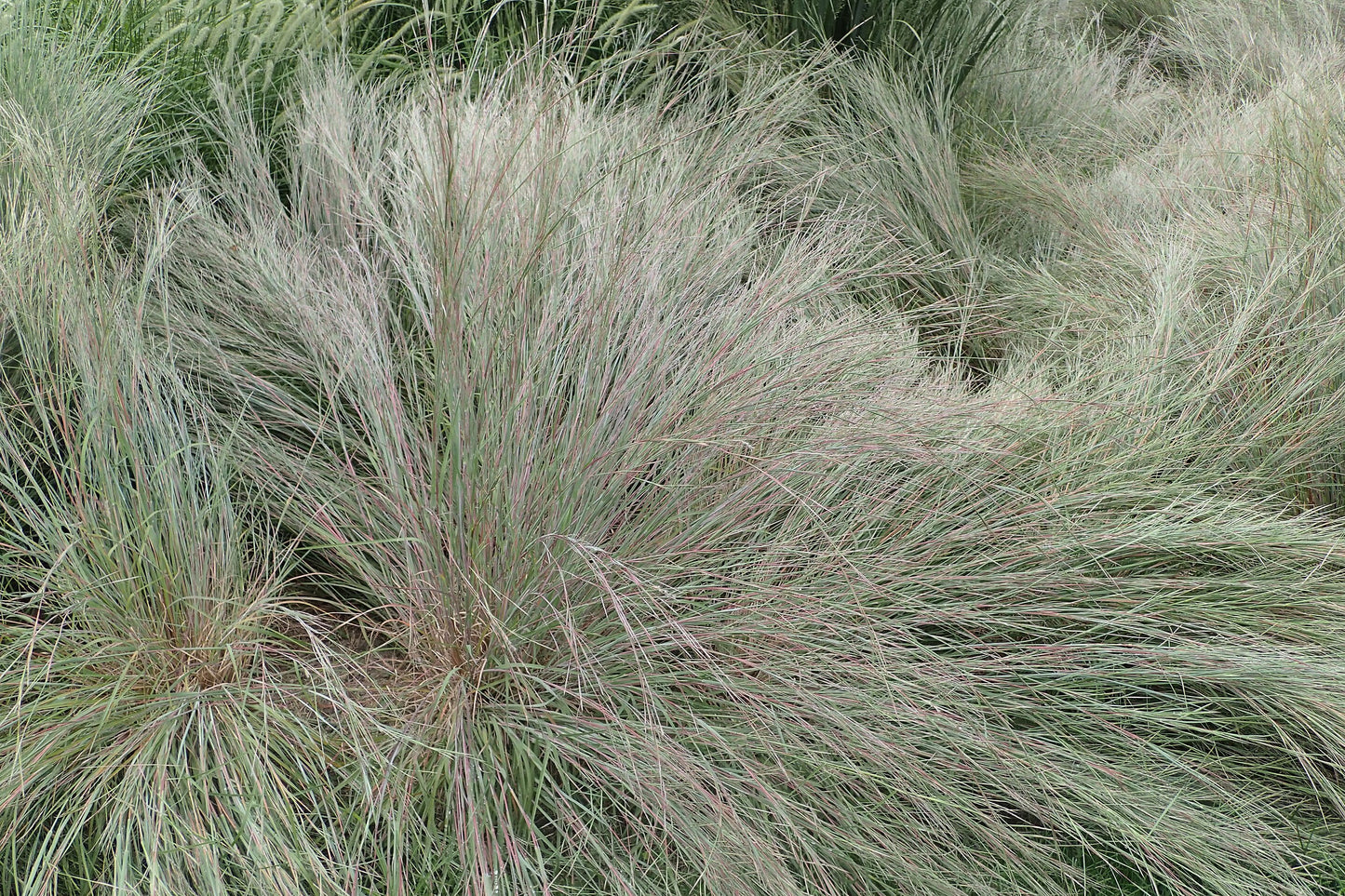 Little Bluestem (Schizachyrium scoparium)
