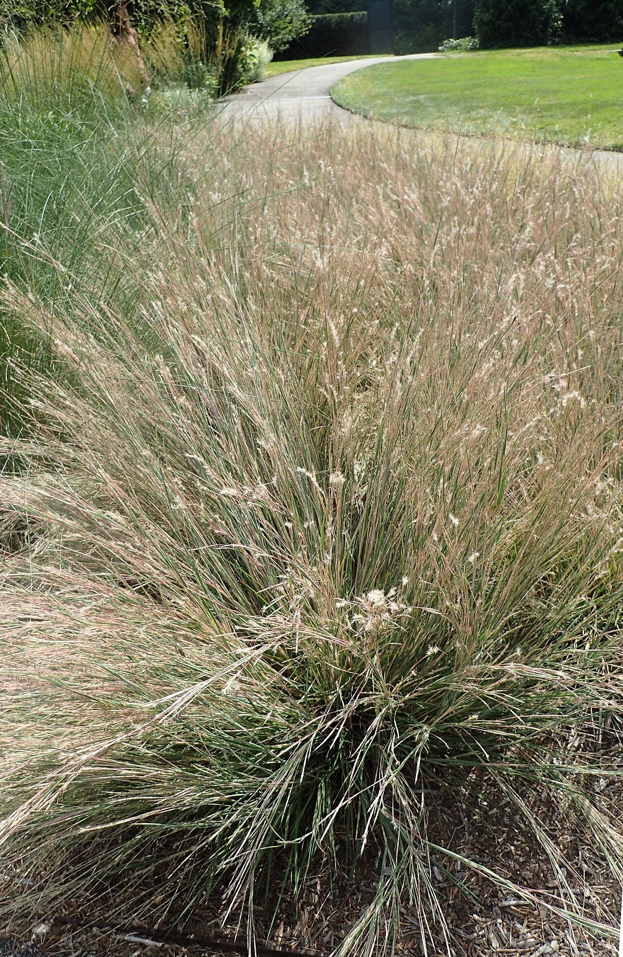 Little Bluestem (Schizachyrium scoparium)