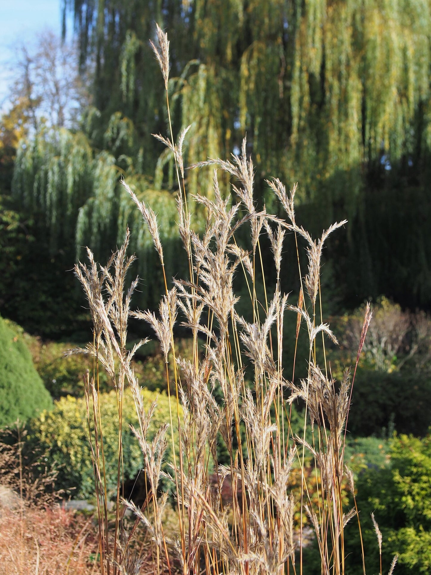 Little Bluestem (Schizachyrium scoparium)