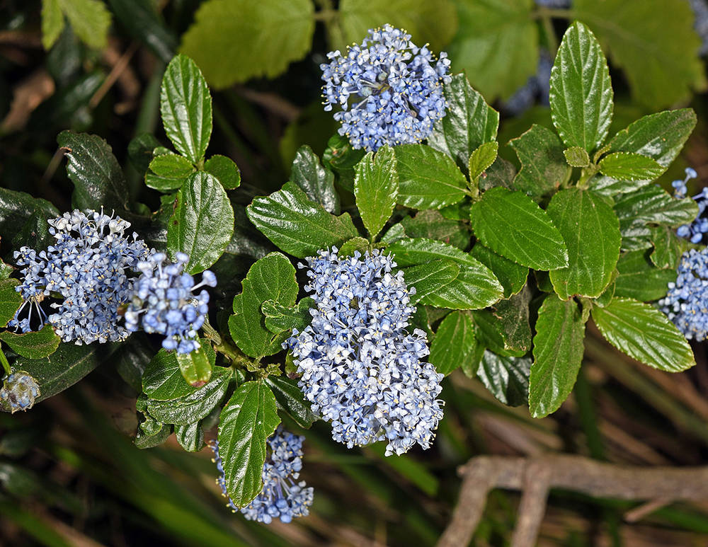 California Lilac (Ceanothus thyrsiflorus)