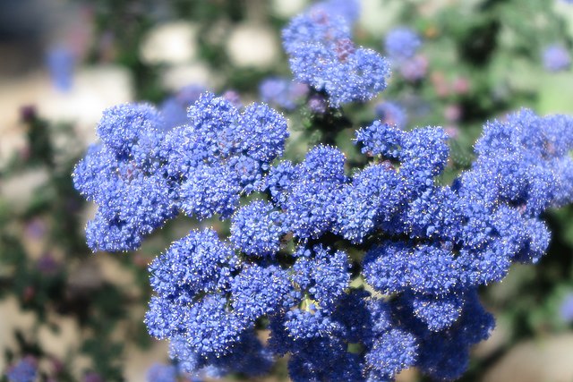 California Lilac (Ceanothus thyrsiflorus)