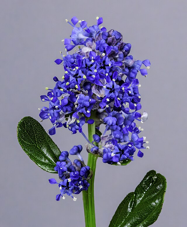 California Lilac (Ceanothus thyrsiflorus)