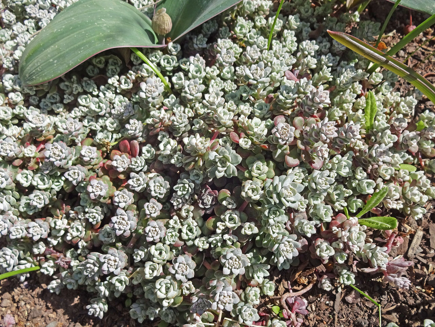 Cape Blanco Stonecrop (Sedum spathulifolium)