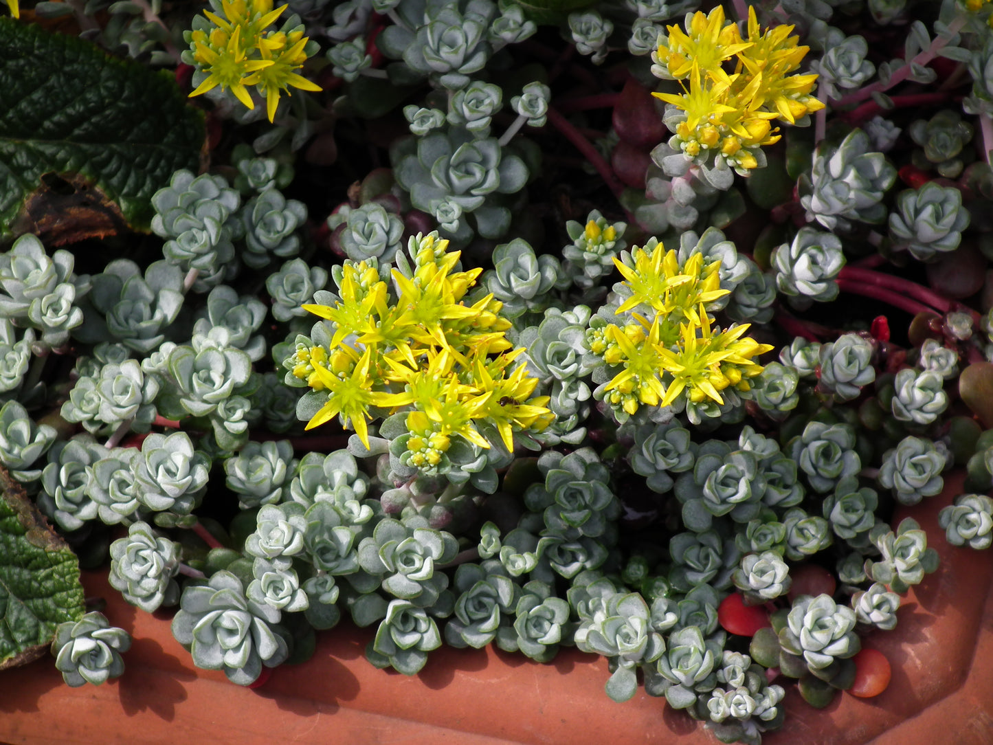 Cape Blanco Stonecrop (Sedum spathulifolium)