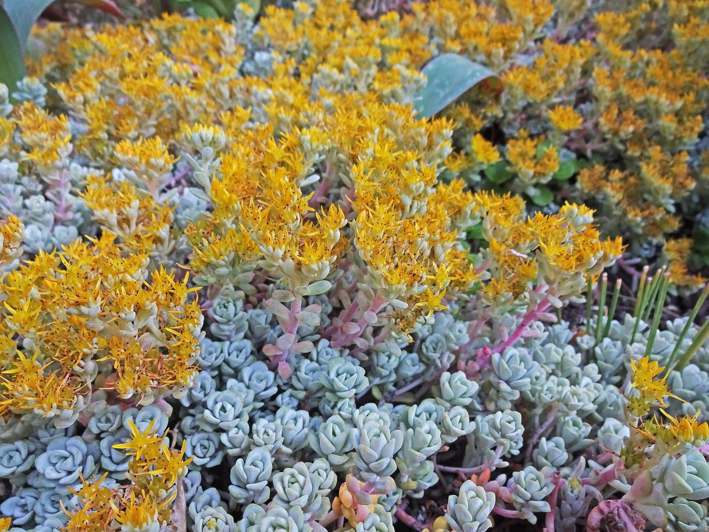 Cape Blanco Stonecrop (Sedum spathulifolium)