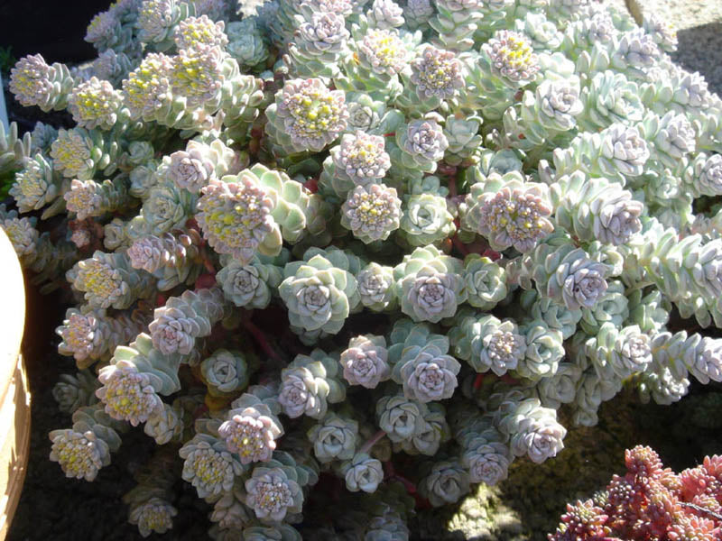Cape Blanco Stonecrop (Sedum spathulifolium)