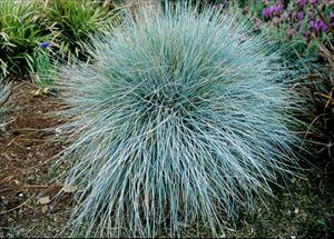 Blue Fescue (Festuca glauca)