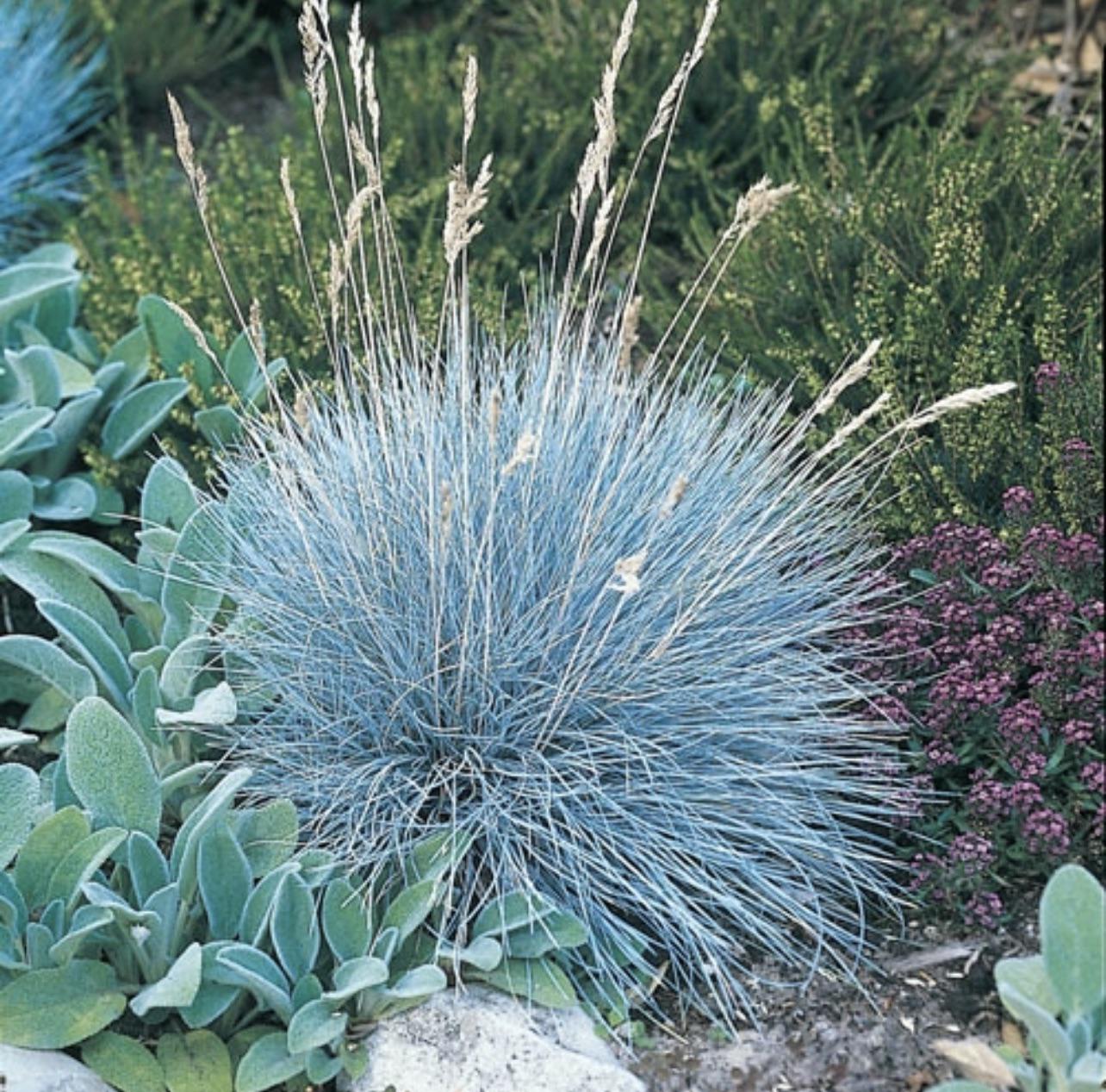 Blue Fescue (Festuca glauca)