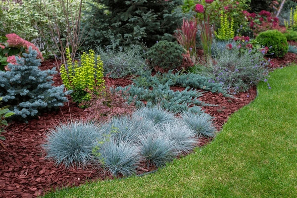 Blue Fescue (Festuca glauca)