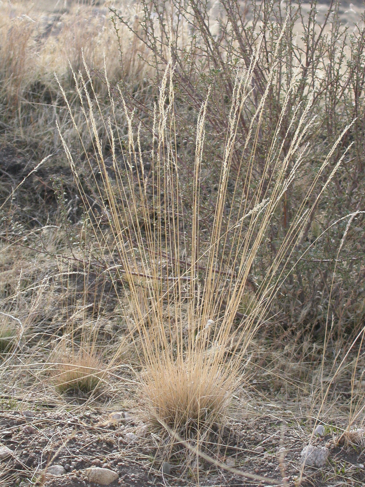 Idaho Fescue (Festuca idahoensis)