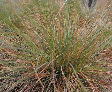 Idaho Fescue (Festuca idahoensis)