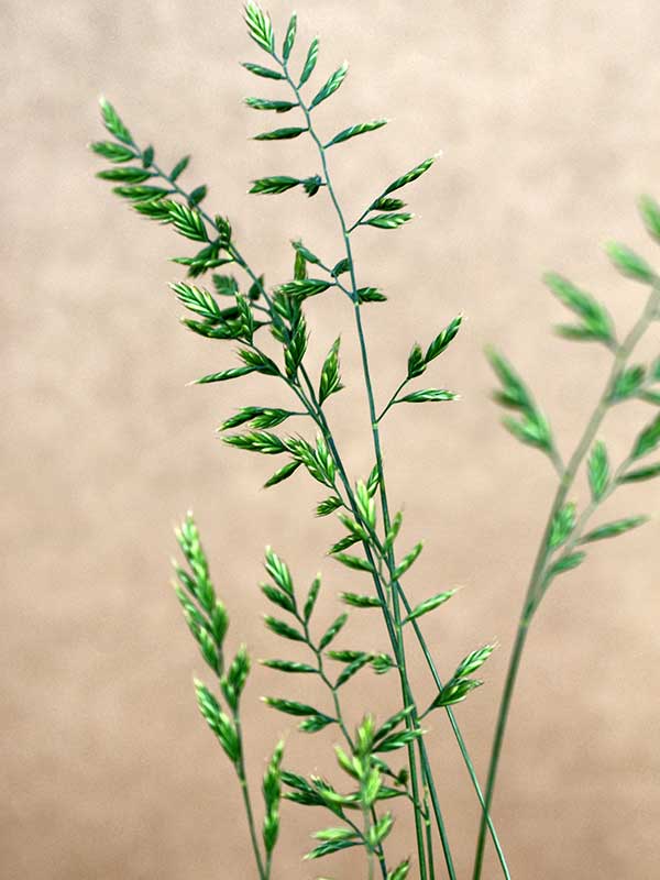 Idaho Fescue (Festuca idahoensis)