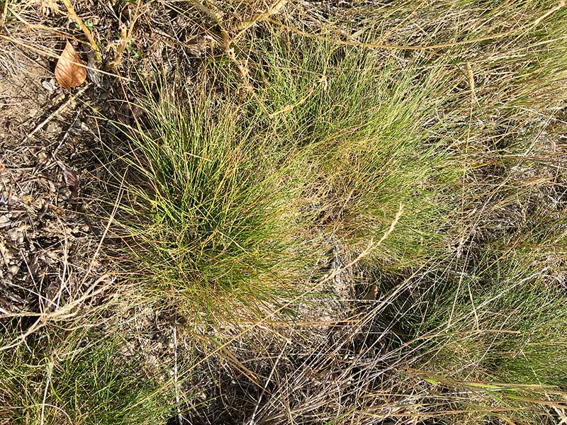 Idaho Fescue (Festuca idahoensis)