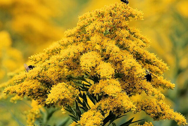 Goldenrod (Solidago canadensis)