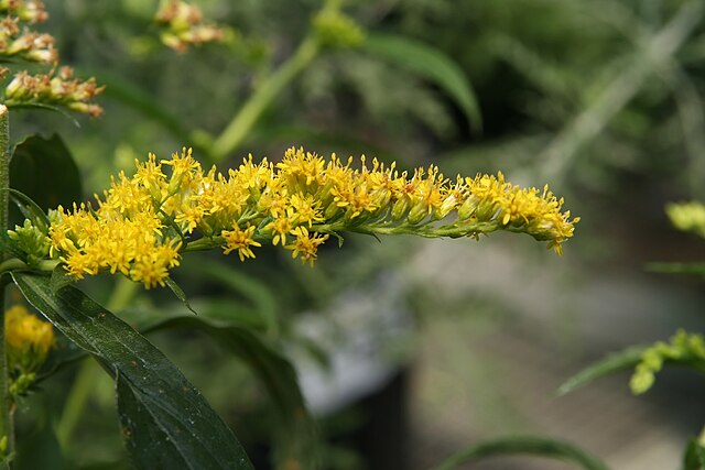 Goldenrod (Solidago canadensis)