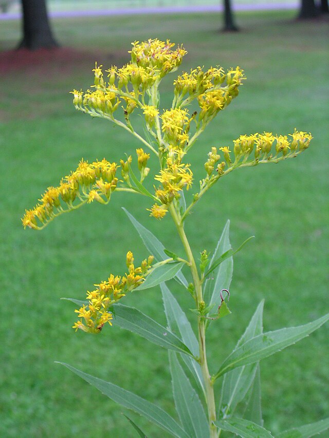 Goldenrod (Solidago canadensis)