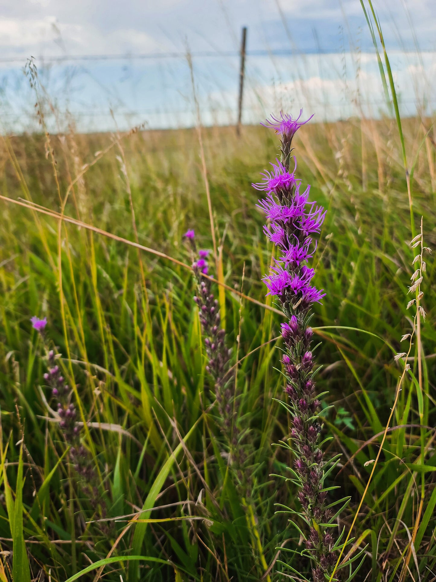 (Liatris spicata)