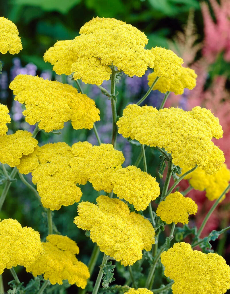 Yarrow 'Little Moonshine' (Achillea millefolium)