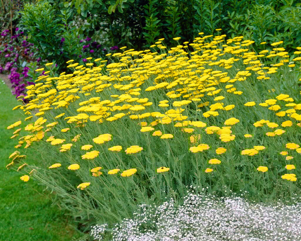 Yarrow 'Little Moonshine' (Achillea millefolium)