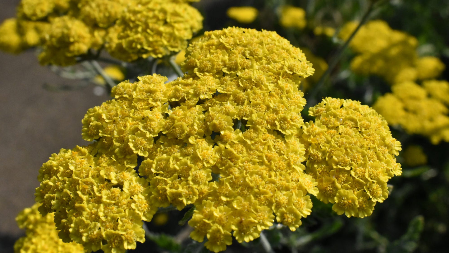 Yarrow 'Little Moonshine' (Achillea millefolium)