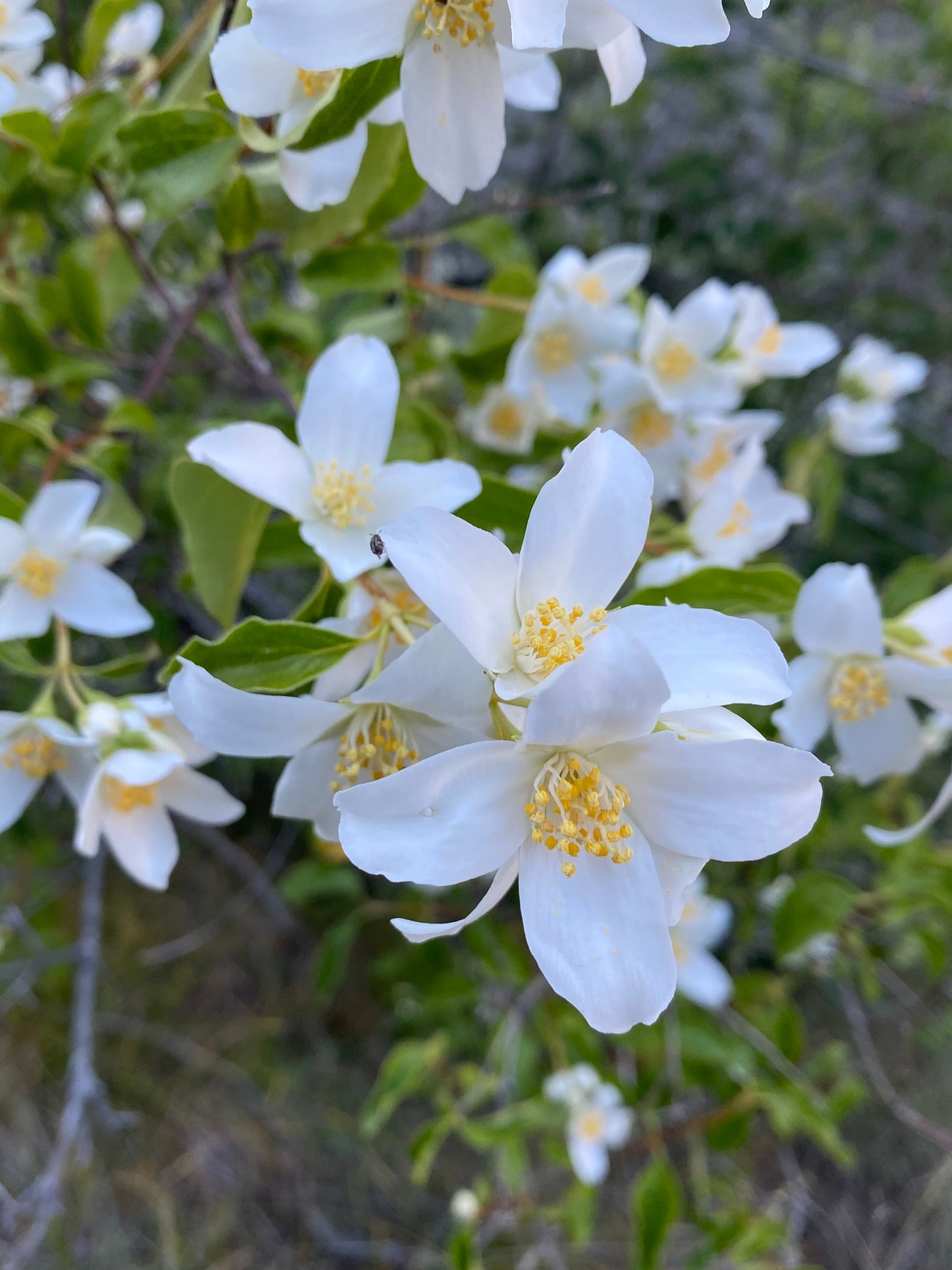 Mock Orange (Philadelphus lewisii)