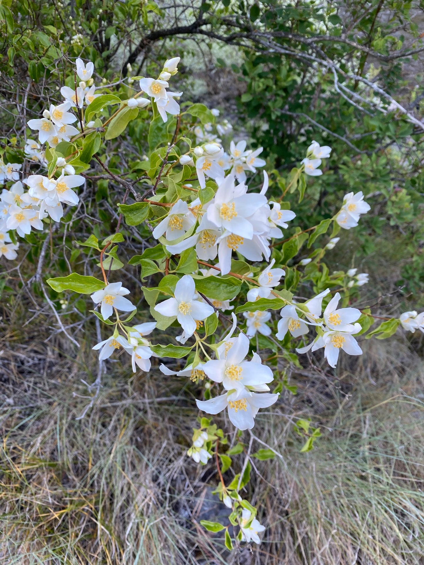 Mock Orange (Philadelphus lewisii)