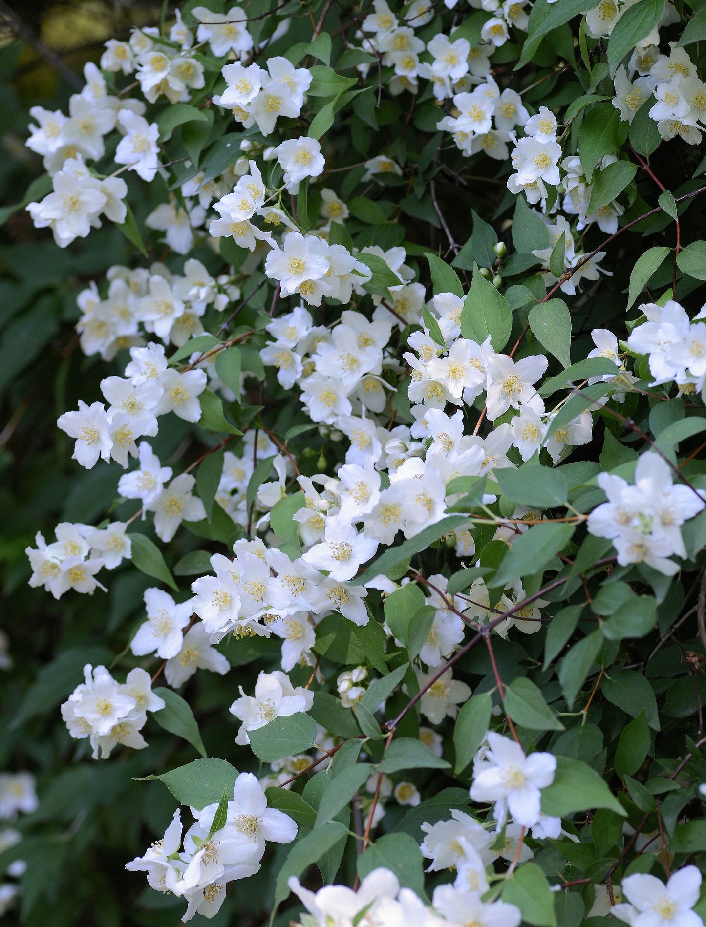 Mock Orange (Philadelphus lewisii)