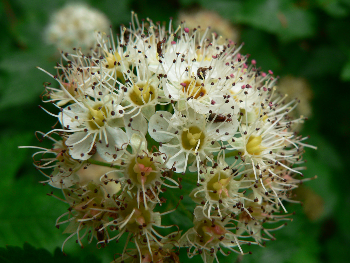 Pacific Ninebark (Physocarpus capitatus)