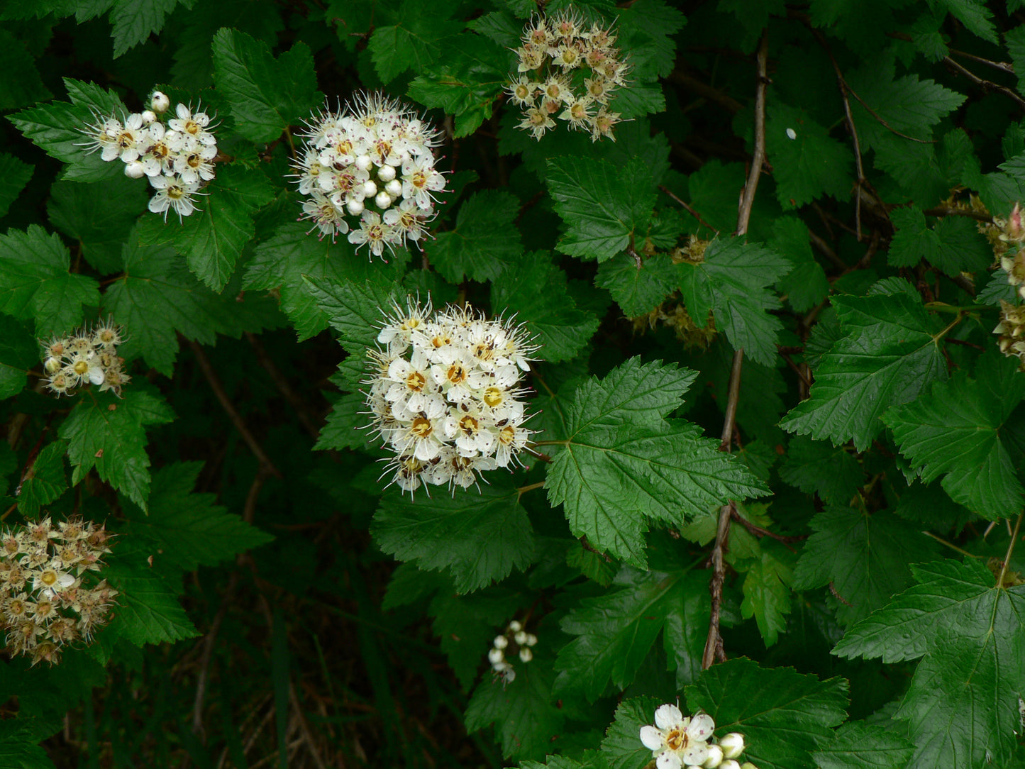 Pacific Ninebark (Physocarpus capitatus)
