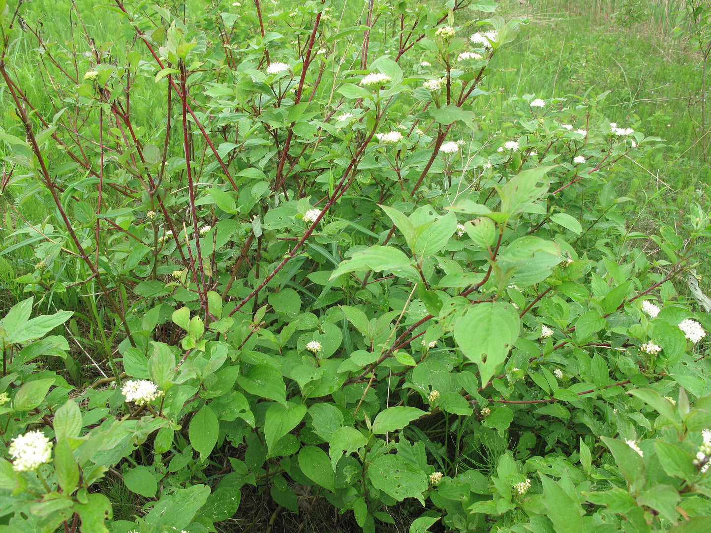 Redtwig Dogwood (Cornus sericea)